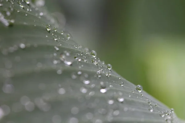 Heavy Rain Fall Green Big Leaf Garden Concept Tropical Area — Stock Photo, Image