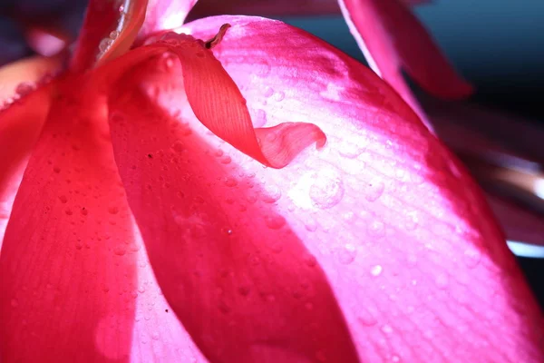 Macro Night Light Fotografía Flor Roja Tropical Del Pétalo Con — Foto de Stock