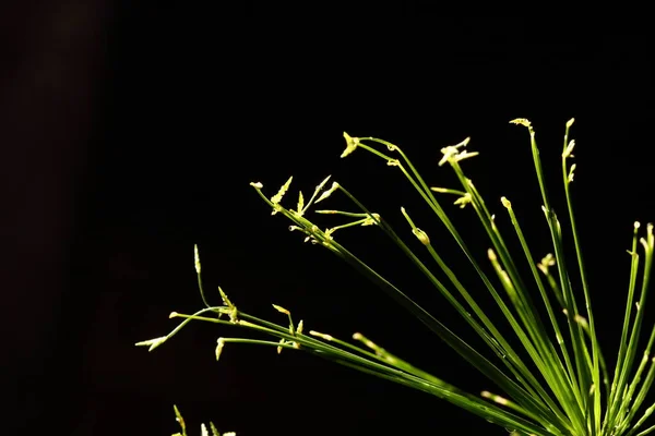 Night Light Photography of tropical plant tree with strange leaf and branch after rain water drop, close up selective focus, copy space for texxt logo