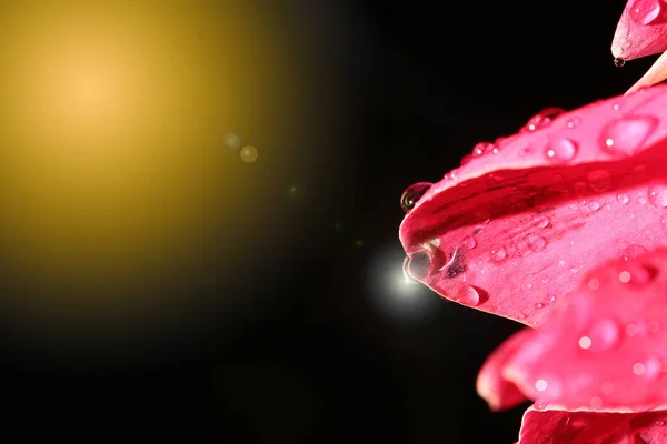 Macro Night Light Fotografía Flor Roja Tropical Del Pétalo Con — Foto de Stock