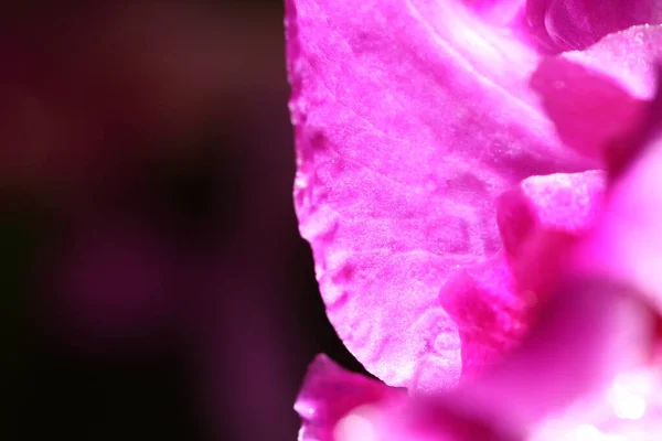 Macro Night Light Fotografía Orquídea Tropical Pink Petel Flor Con — Foto de Stock