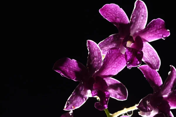 Night Back Light Photography Tropical Plant Orchid Flower Morning Dew — Stock Photo, Image