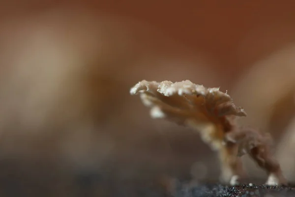 小白色蘑菇在雨季的地板上潮湿的老木 蘑菇的宏观摄影 选择性聚焦 模糊了一些部分 — 图库照片