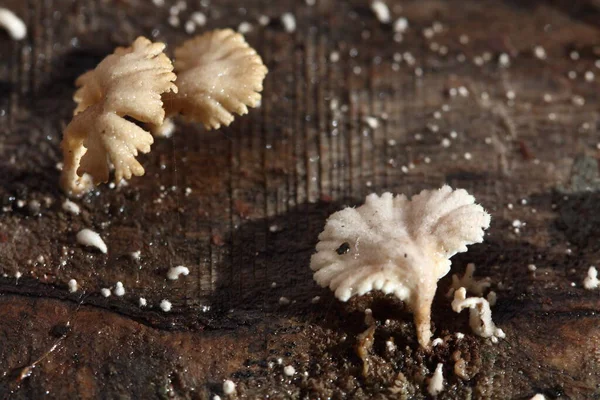 小白色蘑菇在雨季的地板上潮湿的老木 蘑菇的宏观摄影 选择性聚焦 模糊了一些部分 — 图库照片