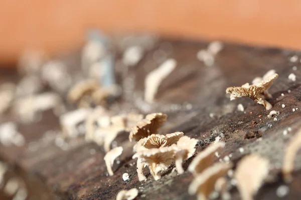 Winziger Weißer Pilz Der Regenzeit Auf Feuchtem Altem Holz Auf — Stockfoto