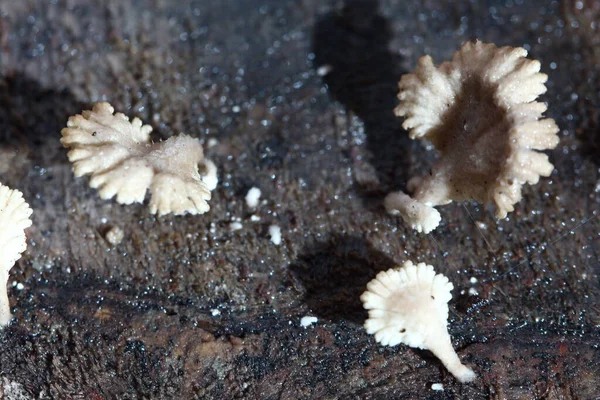 Winziger Weißer Pilz Der Regenzeit Auf Feuchtem Altem Holz Auf — Stockfoto