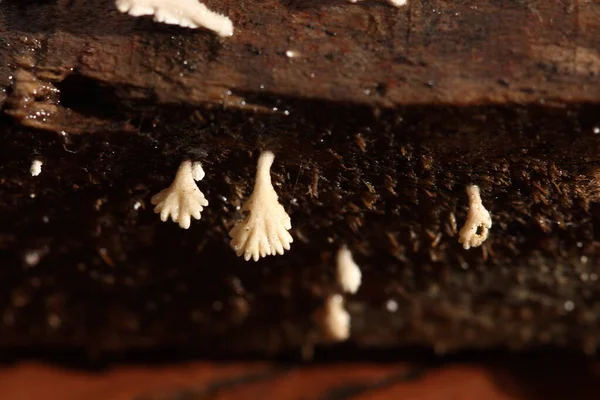 Winziger Weißer Pilz Der Regenzeit Auf Feuchtem Altem Holz Auf — Stockfoto