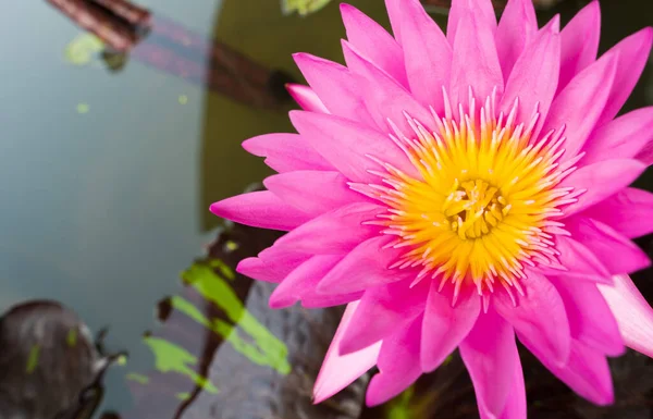 Phink Yellow Gradient Lotus Bloemenstuifmeel Pedaal Blad Water Vijver Zwembad — Stockfoto