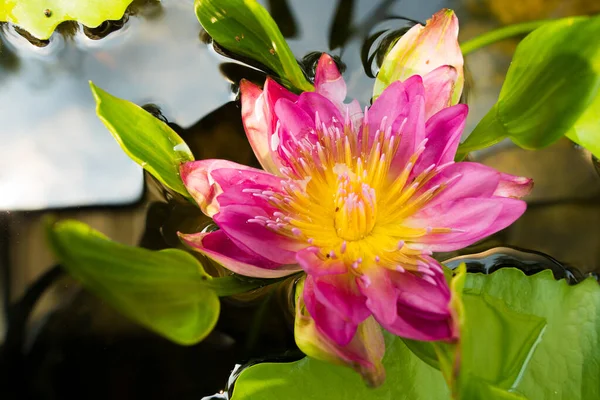 Roze Geel Verloop Lotus Bloem Pollen Pedaal Blad Water Vijver — Stockfoto