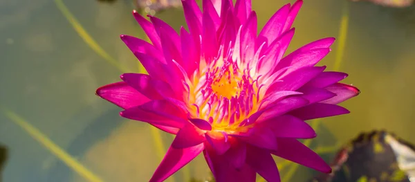 Phink Yellow Gradient Lotus Flower Pédale Pollen Feuille Dans Eau — Photo
