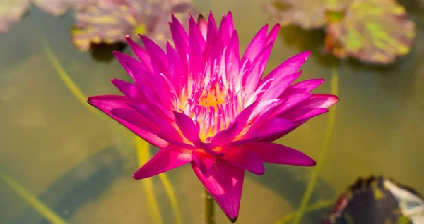 Phink Yellow Gradient Lotus Flower Pollen Pedal Och Löv Vatten — Stockfoto