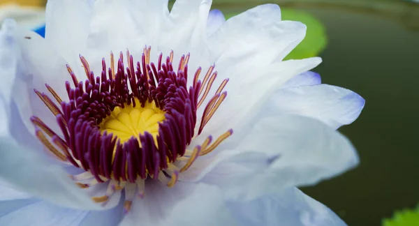 Pólo Flor Lótus Gradiente Branco Roxo Pedal Folha Água Piscina — Fotografia de Stock