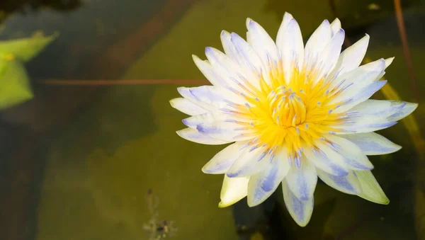 Geel Wit Verloop Lotus Bloem Pollen Pedaal Blad Water Vijver — Stockfoto