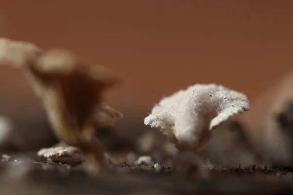 小白色蘑菇在雨季的地板上潮湿的老木 蘑菇的宏观摄影 选择性聚焦 模糊了一些部分 — 图库照片