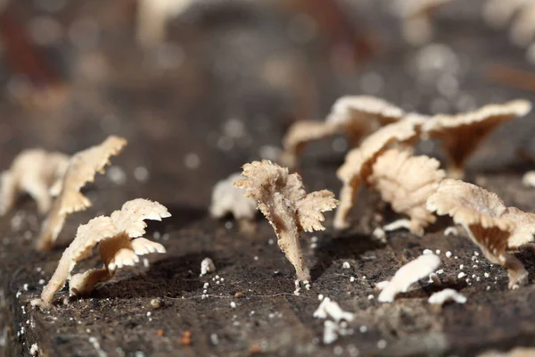 小白色蘑菇在雨季的地板上潮湿的老木 蘑菇的宏观摄影 选择性聚焦 模糊了一些部分 — 图库照片