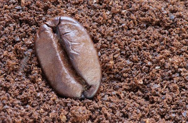Single One Roasted Coffee Bean Dark Brown Powder Natural Windows — Stock Photo, Image