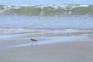 Kumsaldaki küçük deniz kuşu, okyanus dalgalarıyla birlikte yengeç yemeği arıyor.