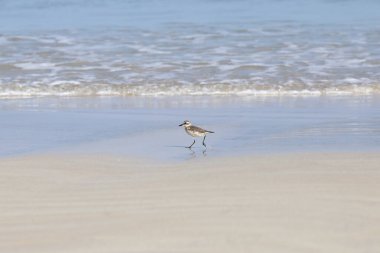Kumsaldaki küçük deniz kuşu, okyanus dalgalarıyla birlikte yengeç yemeği arıyor.