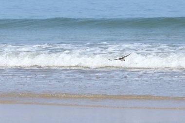 Kumsaldaki küçük deniz kuşu, okyanus dalgalarıyla birlikte yengeç yemeği arıyor.