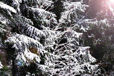 Kış mevsiminin ilk karı ve ilk kar taneleri, ormanın tepesindeki güzel beyaz manzara tozu, ağaçlar, dallar ve dağların aralık ayındaki renkleri farklılaştırıyor.