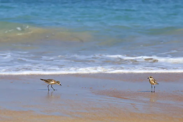 Petit Oiseau Mer Sur Plage Sable Recherche Nourriture Crabe Avec — Photo