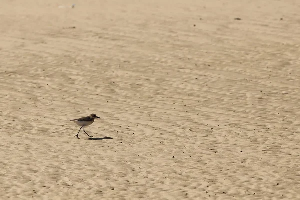 Pequeño Pájaro Marino Playa Arena Busca Comida Cangrejo Junto Con — Foto de Stock