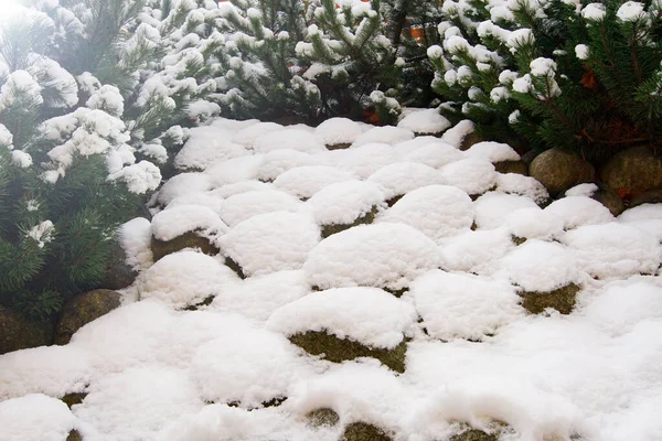 Primera Nieve Paisaje Invierno Cubierto Con Copo Nieve Temprano Hermoso — Foto de Stock