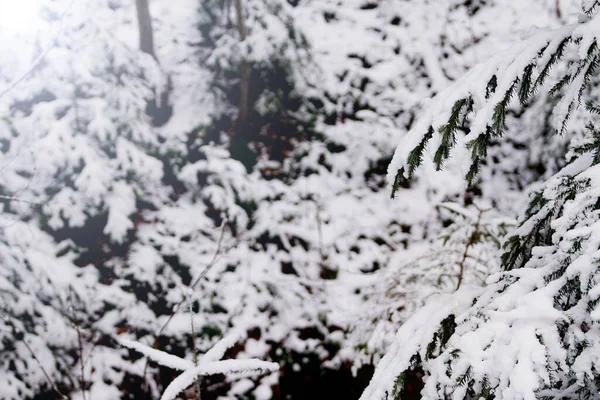 初雪在冬季的风景上 覆盖着早雪 美丽的白色风景粉在森林 树枝和山岗之上 12月形成了色彩迥异的图案 — 图库照片