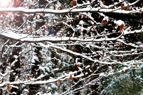 První Sníh Zimní Krajině Pokryté Rané Sněhové Vločky Krásné Bílé — Stock fotografie