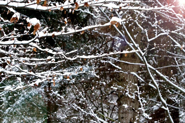 Primera Nieve Paisaje Invierno Cubierto Con Copo Nieve Temprano Hermoso — Foto de Stock