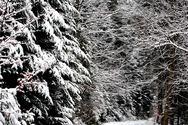 初雪在冬季的风景上 覆盖着早雪 美丽的白色风景粉在森林 树枝和山岗之上 12月形成了色彩迥异的图案 — 图库照片