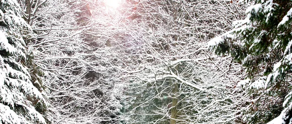 Erster Schnee Der Winterlandschaft Und Bedeckt Mit Frühen Schneeflocken Schöne — Stockfoto