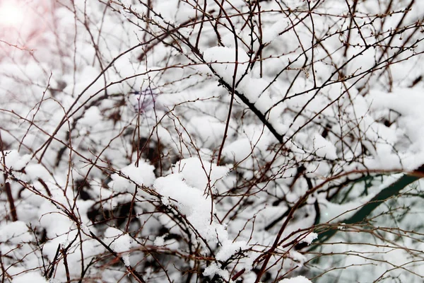 Primera Nieve Paisaje Invierno Cubierto Con Copo Nieve Temprano Hermoso — Foto de Stock