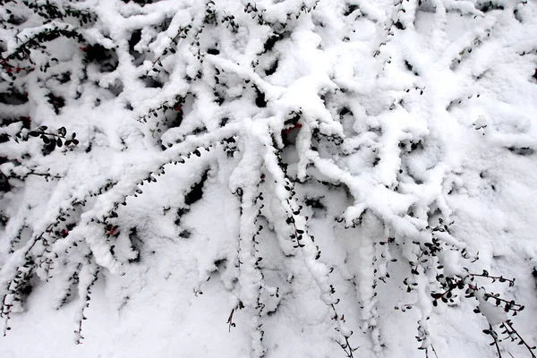 初雪在冬季的风景上 覆盖着早雪 美丽的白色风景粉在森林 树枝和山岗之上 12月形成了色彩迥异的图案 — 图库照片