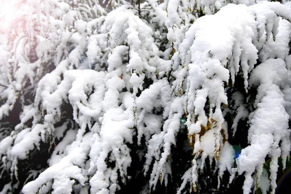 Primeira Neve Paisagem Inverno Coberto Com Floco Neve Cedo Belo — Fotografia de Stock