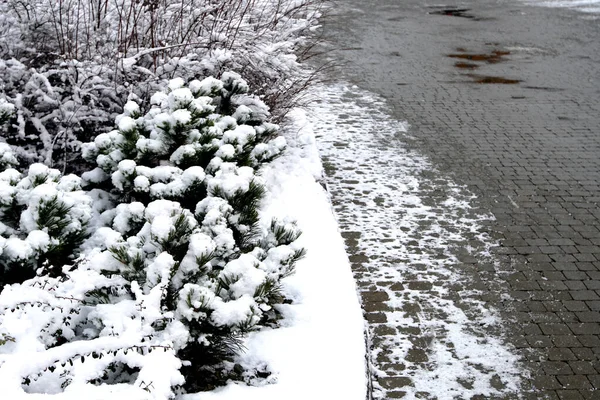 冬天的第一场雪 覆盖着早期的雪花和路障 12月在森林 树枝和山头洒满了美丽的白色风景粉 — 图库照片