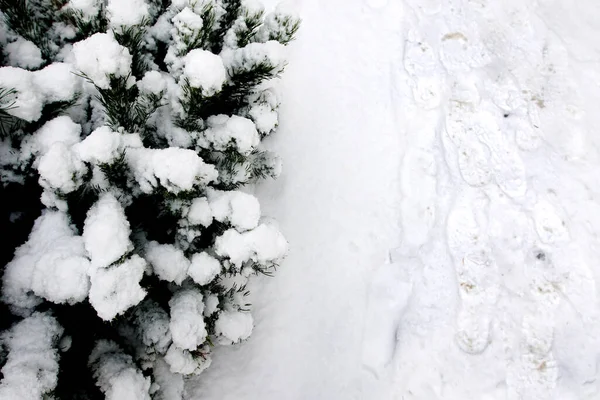 Primera Nieve Paisaje Invierno Cubierto Con Los Primeros Copos Nieve — Foto de Stock