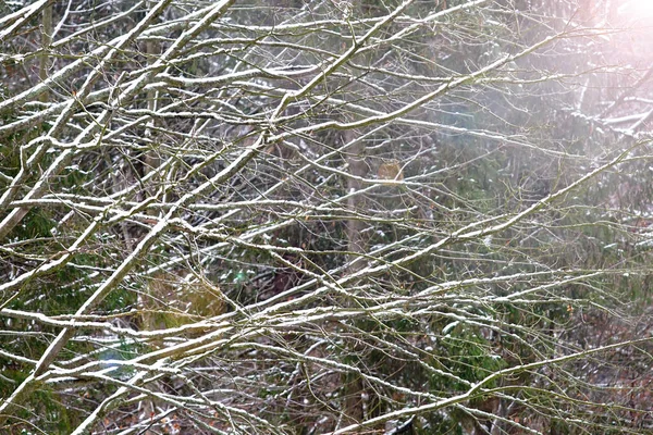 Primera Nieve Paisaje Invierno Cubierto Con Copo Nieve Temprano Hermoso — Foto de Stock