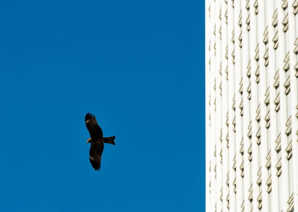 Black Harris Hawk Vliegt Overdag Onder Zon Langs Business Area — Stockfoto