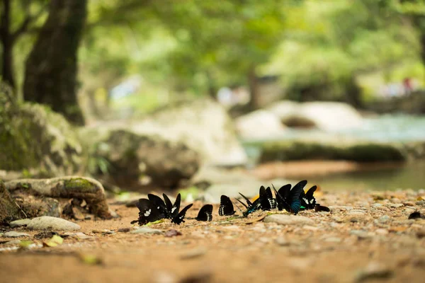 Çifte Siyah Kelebek Sürüsü Doğada Uçar Birçok Kelebek Sürüsü Tropikal — Stok fotoğraf