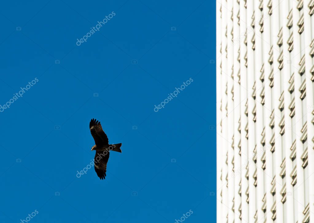 Black Harris Hawk fly during day time under Sun shine along Business area building with glass decoration blue sky. Wildlife Bird Predator flying over cityscape and nest in high tower