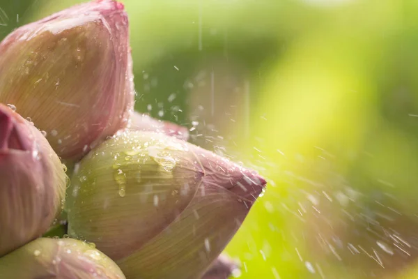 Lotus flower bud in a pond or fountain with water rain dripping and splashing on the bloom and droplets forming, Drew drops on green pink petal lobe presents fresh and blur bokeh backgrounds morning