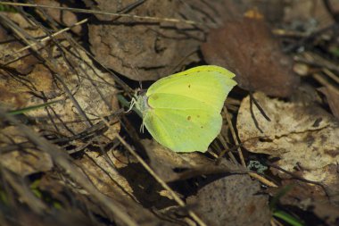 Yellow butterfly close-up on a background of dry leaves of trees. Beautiful butterfly