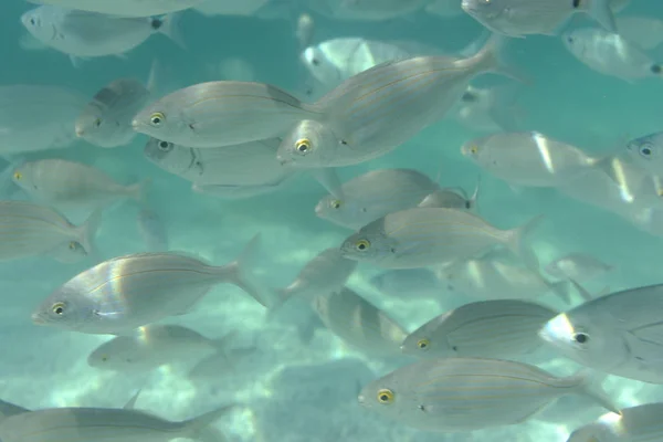 Fisch Meer Ein Schwarm Fische Meer Unterwasseraufnahmen Der Ägäis Schöne — Stockfoto