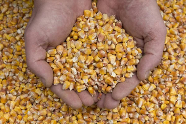 Grains of corn. Hands hold corn grains.
