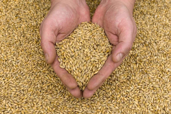 Hands hold the grain. Barley Grains Close Up.