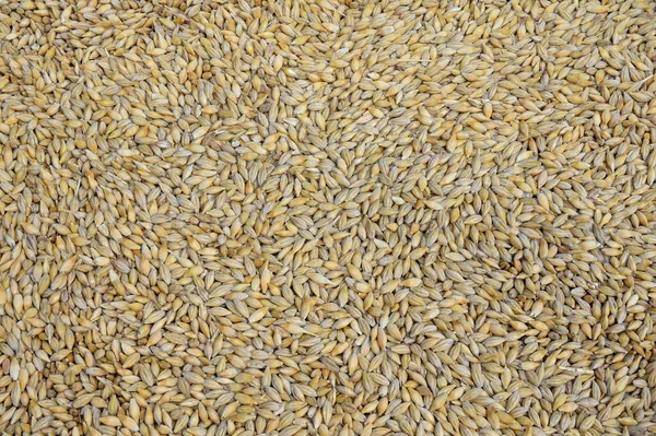 穀物の背景 穀物の食感 麦の穀物からの背景 オート麦の穀物のクローズアップ — ストック写真
