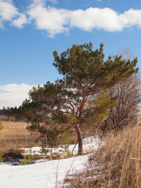 Lonely pine by the road. Russian spring nature. Russia, Ural, Perm Region      