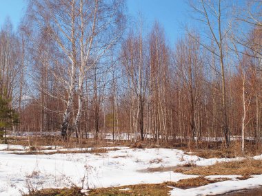 Spring Park, melting snow and ice. Russian spring nature. Russia, Ural, Perm Region        