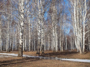Spring Park, melting snow and ice. Russian spring nature. Russia, Ural, Perm Region        
